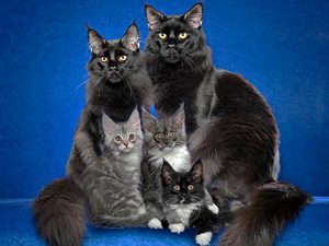 Чаузи: характеристики породы и особенности ухода