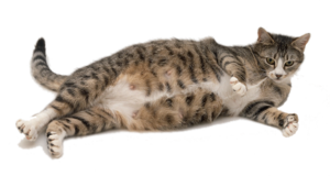 Как понять, что кошка рожает: признаки как узнавать?        