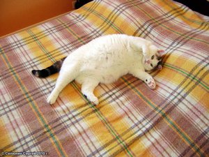 Уход за беременной кошкой