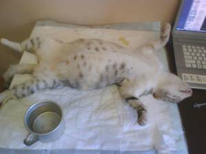 Как понять что рожает кошка