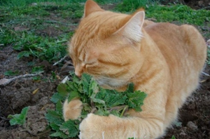 Кошачья мята