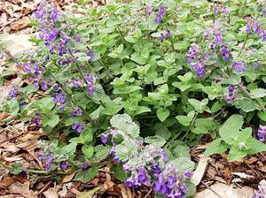 Кошачья мята в цвету