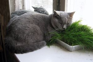 Серая кошка на подоконнике 