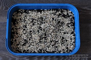 Как прорастить траву для кошек