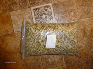 Семена травки для котов