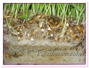 Трава для кошек