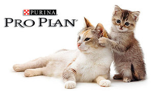 Корм Pro Plan для кошек: состав, виды и особенности от Purina