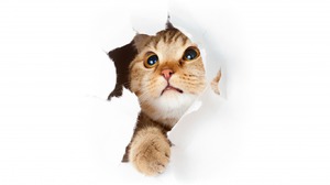 Как отучить кота драть обои: причины и эффективные решения