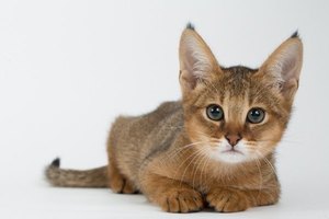 Чуази: описание характера