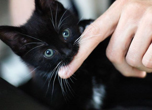 Как отучить кота кусаться и прыгать на людей: причины и решения