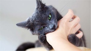 Как объяснить коту, чтобы он не кусался