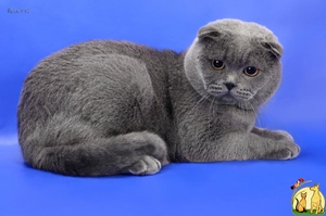 Шотландский вислоухий котик