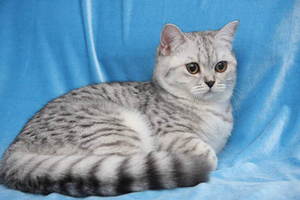  полосатая кошечка-британка