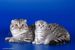Шотландские вислоухие кошка и котенок