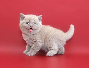 Скоттиш-страйт - прямые ушки котика