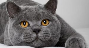 Кот-британец ждет хозяина фото