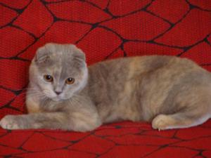 Окрасы шотландских вислоухих кошек: виды и особенности