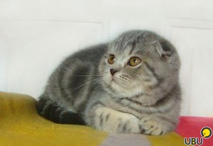 Шотландская вислоухая (короткошерстная)