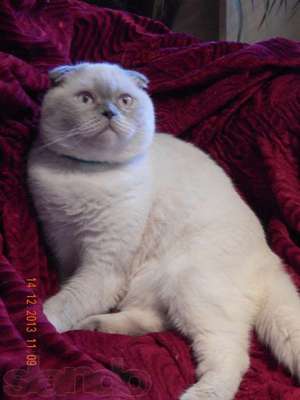 Шотландский котенок