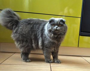  Серая шотландская вислоухая (короткошерстная)