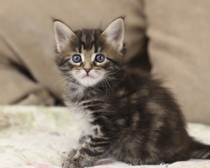 Советы по кормлению котенка мейн-куна