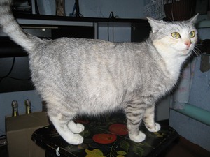 Признаки беременности у кошки