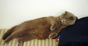 Беременность у вислоухих кошек 