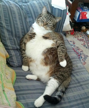 Кошка ожидает котят