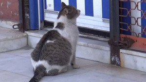 Кошка на улице