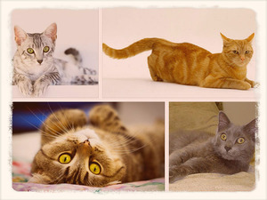 Кошки разных пород