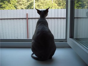 Кошка перед родами 