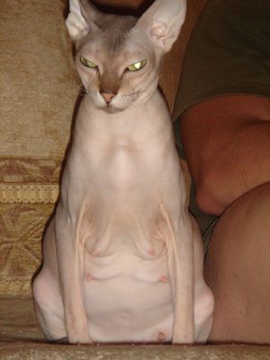 Кошка породы сфинкс 