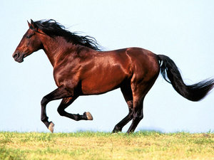 Интересные факты о лошадях: породы, профессии и особенности