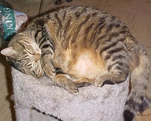 Красивая кошка 