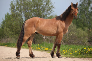 Конь упряжной породы фото