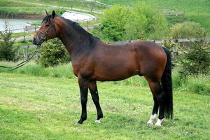 Русская рысистая порода лошадей