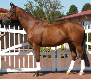 Великопольская порода лошадей