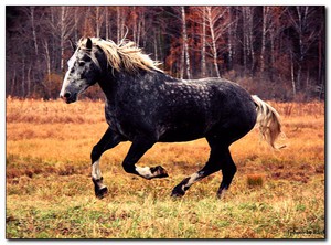 Пони Коннемара