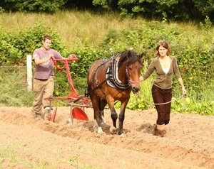 Рабочая лошадь - помощь в хозяйстве