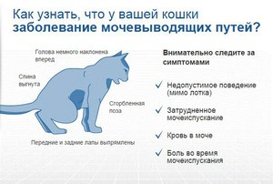 Цистит- мочекаменная болезнь у кота.