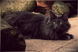 Идиопатический цистит у котов