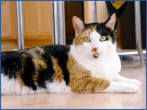 Могут ли коты быть трёхцветными или это только у кошек?