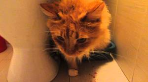 Лечение Идиопатического цистита у котов