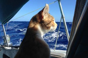 Трёхцветная кошка-путешественница