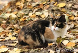 Встреча с трехцветной кошкой - к удаче