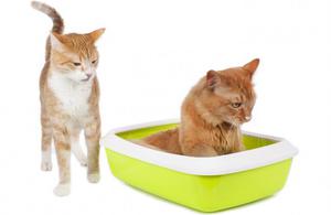 Лечение  цистита у котят