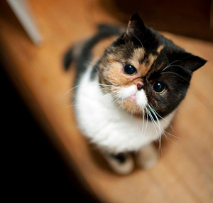 Трёхцветная персидская кошка