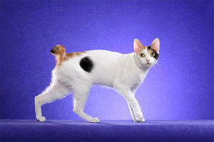 Кошка японский бобтейл  