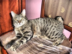 Японский бобтейл - порода