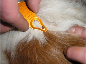 Клещ у собаки: что делать и как лечить правильно